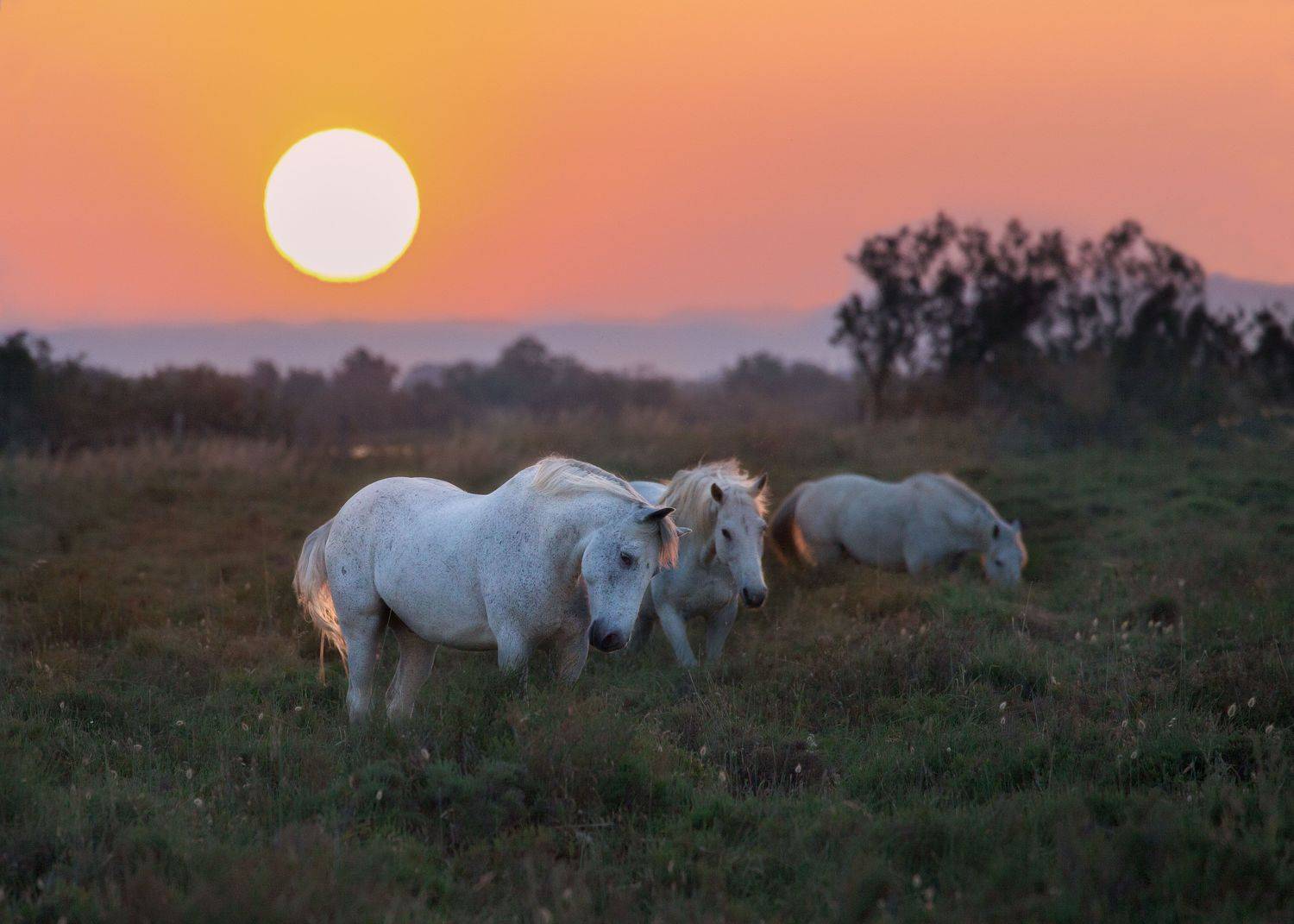, Jevgenija Sepeliova