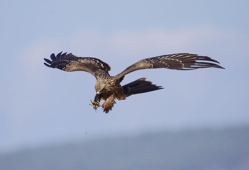 **** фото превью