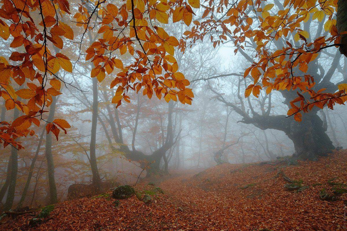 Демерджи-яйла, Крым, Лес, Туман, Олег Логунов