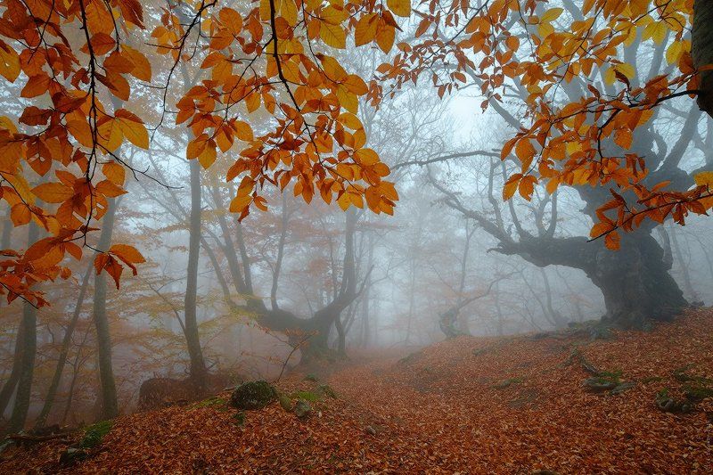 _ фото превью