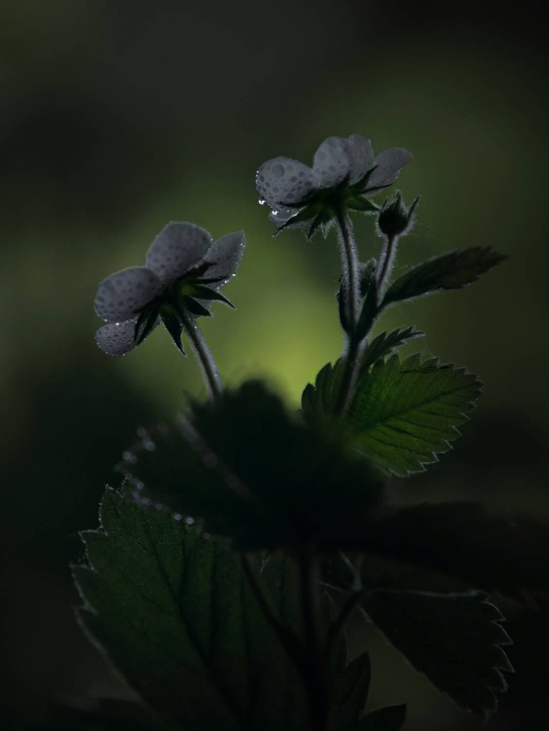 лес, свет, утро, природа, цветок, Баранов Олег
