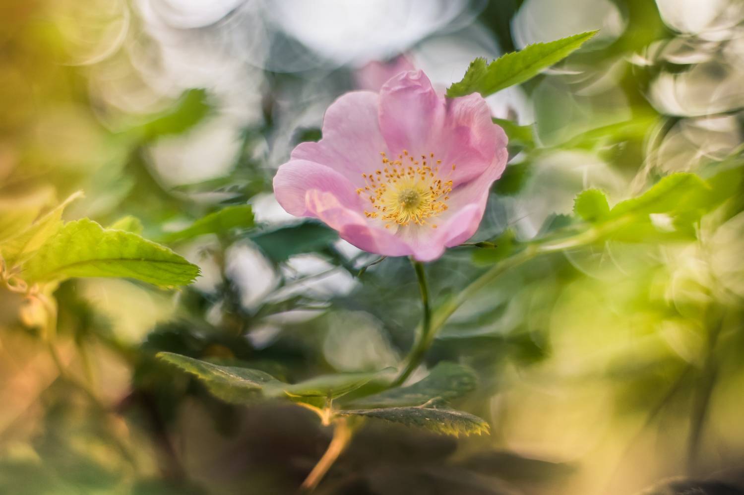 , Чепленко Алексей