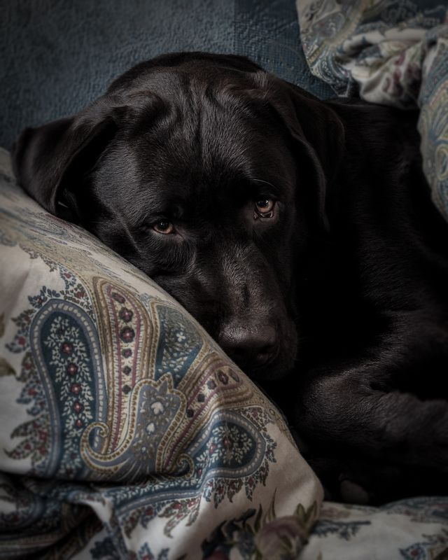 собака, лабрадор, dog, labrador don\'t disturb my sleep фото превью
