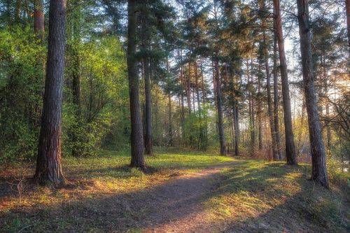 Сосновый лес в мае