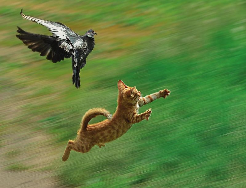 котенок,лето,никон,токина,  фото превью