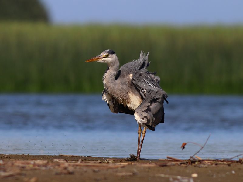 серая цапля, цапля, ardea cinerea, grey heron, heron, heron, куршская коса, куршский залив Ну сейчас я вам задам трёпку! фото превью