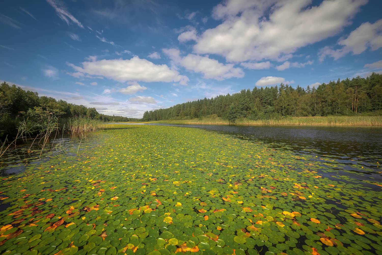 лето, кувшинки, река, лес, Сергей Аникин