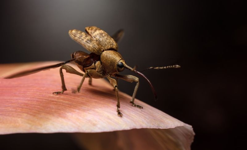 Слоник вылетает. фото превью