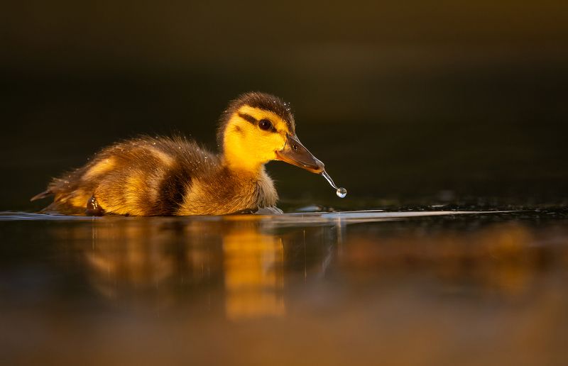 Duckling фото превью