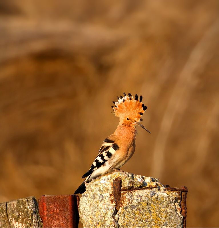 фотоохота,птицы, Удод( Upupa epops) фото превью