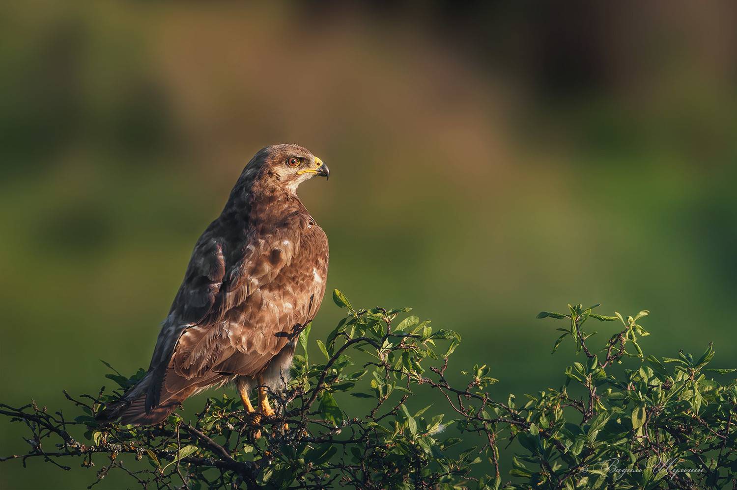 обыкновенный канюк, Шульгин Вадим