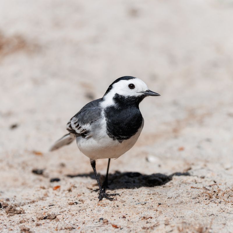 Трясогузка фото превью