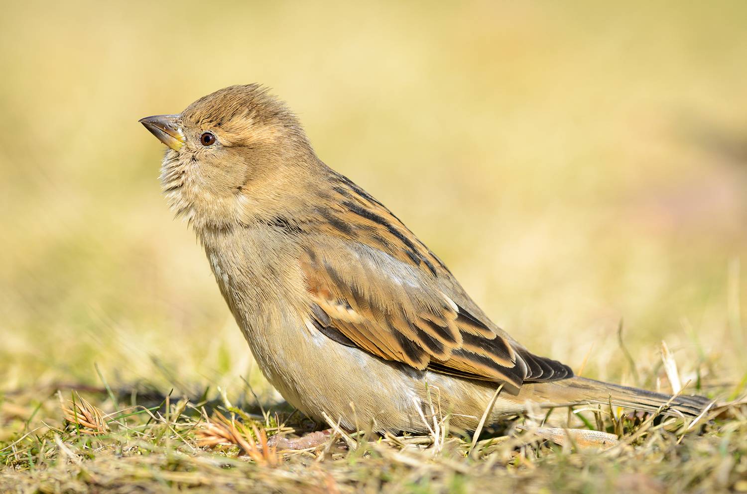 воробей, Александр Добыш