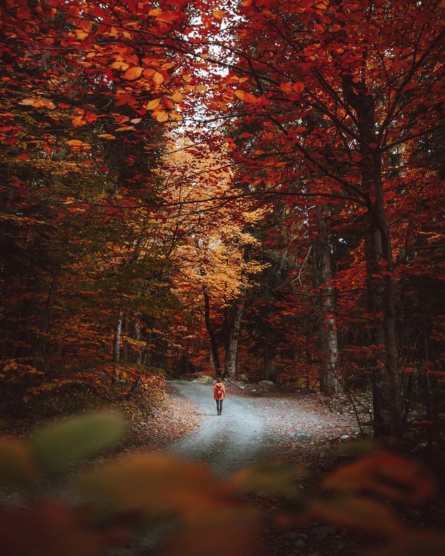 Осенний лес фото превью