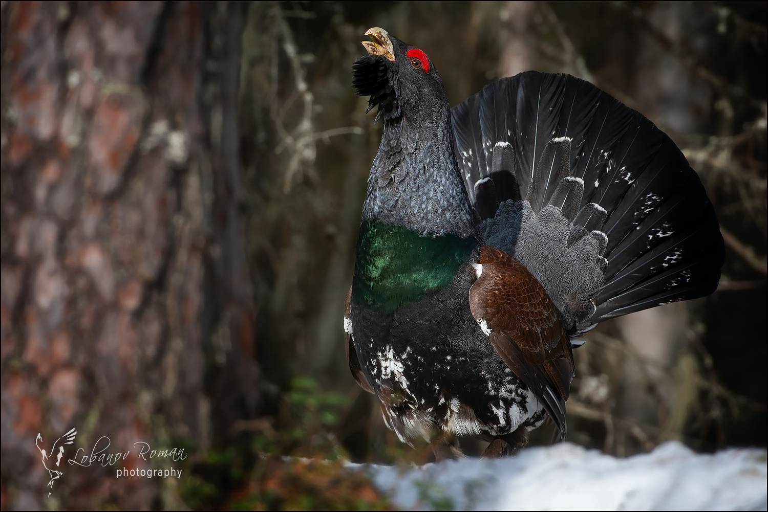, Лобанов Роман