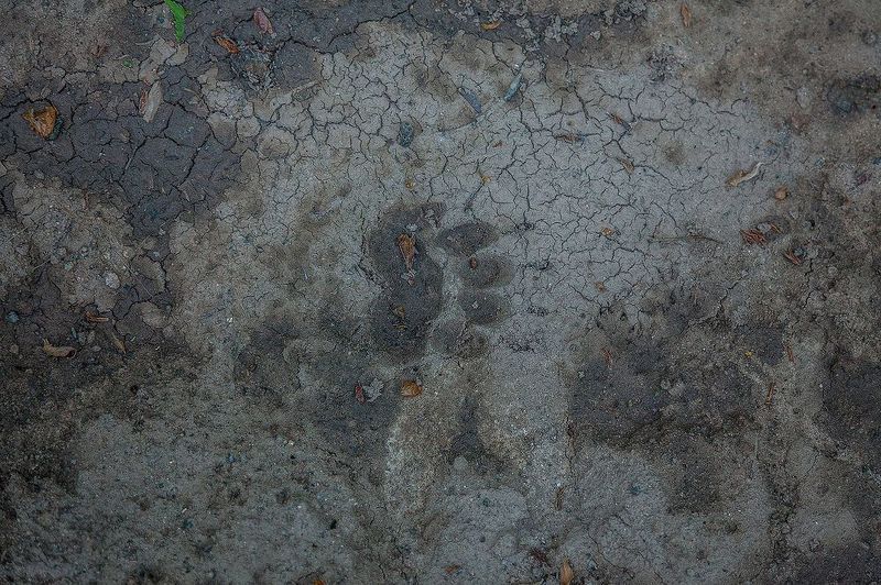 Следы будещего хозяина леса и каких-то пичут фото превью