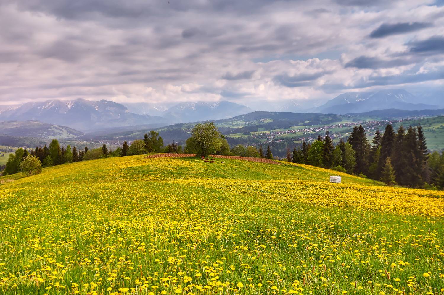 весна, горы, луга, май, облака, польша, поля, татры, цветы, Вейзе Максим