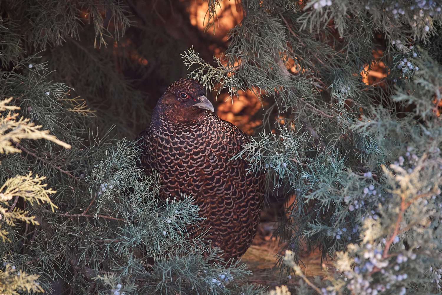 , Павел Сторчилов