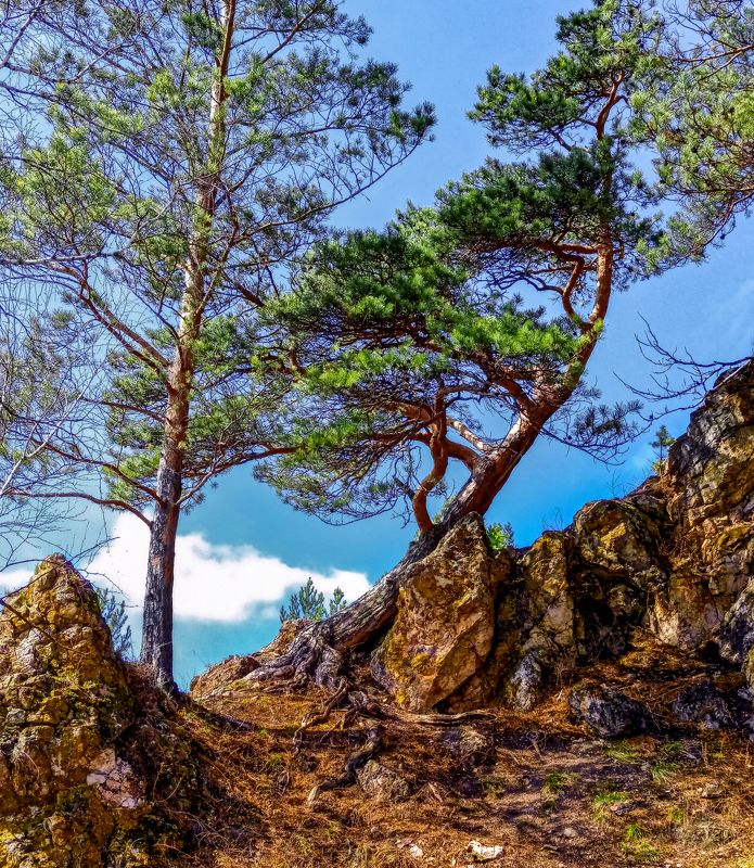 Красноярский бонсай. фото превью
