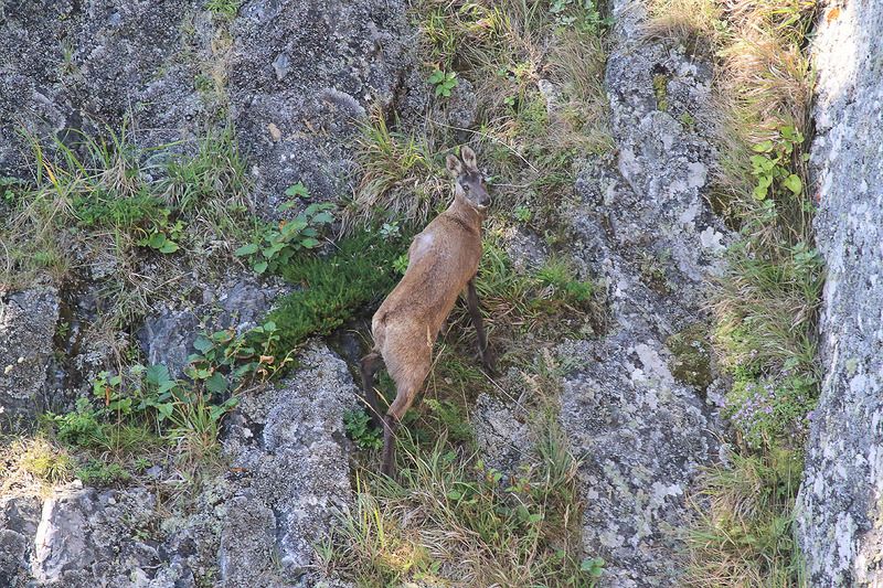 кабарга, дальний восток Кабарга на склоне фото превью