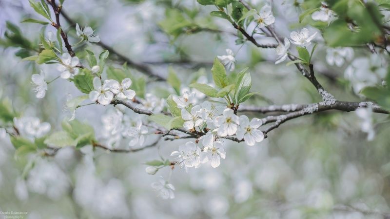 *** фото превью