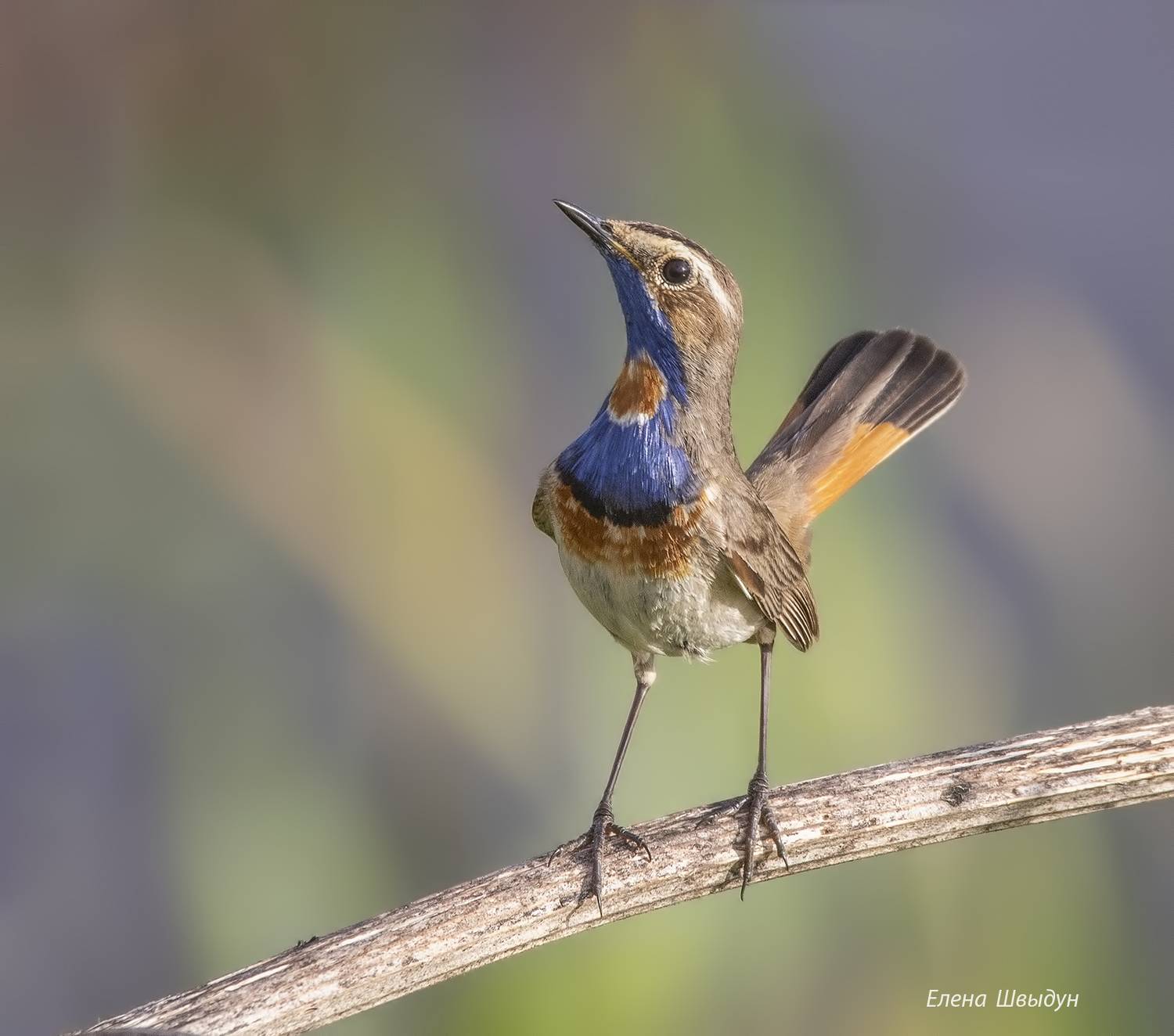 bird of prey, animal, birds, bird,  animal wildlife,  nature,  animals in the wild, blue throat, варакушка, птицы, птица, Елена Швыдун