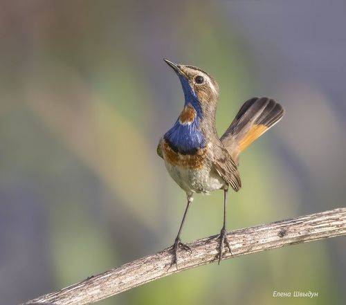 Blue throat