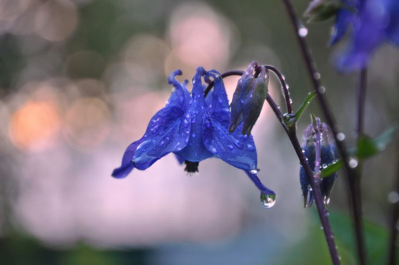 дождь, аквилегия, водосбор, цветы Провожая май фото превью