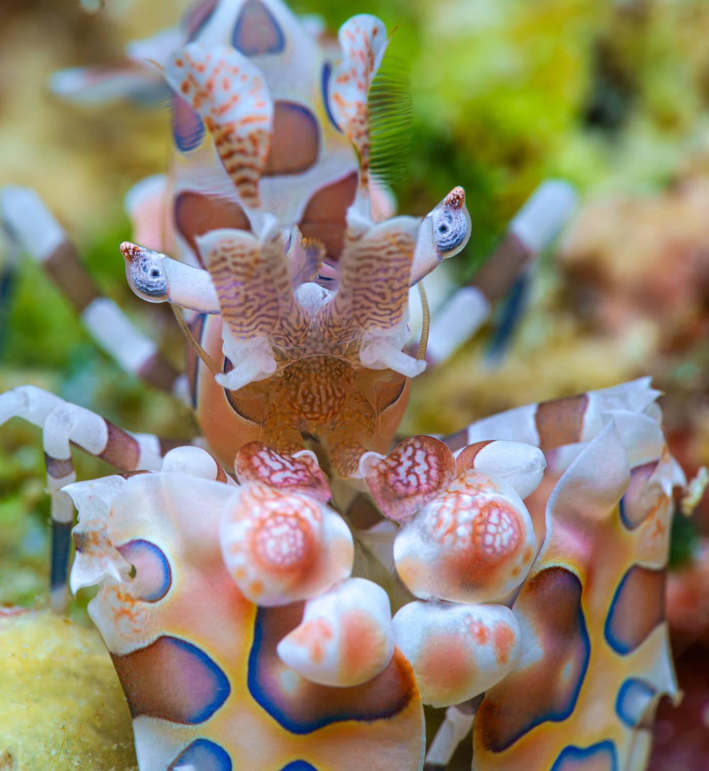 , Савин Андрей