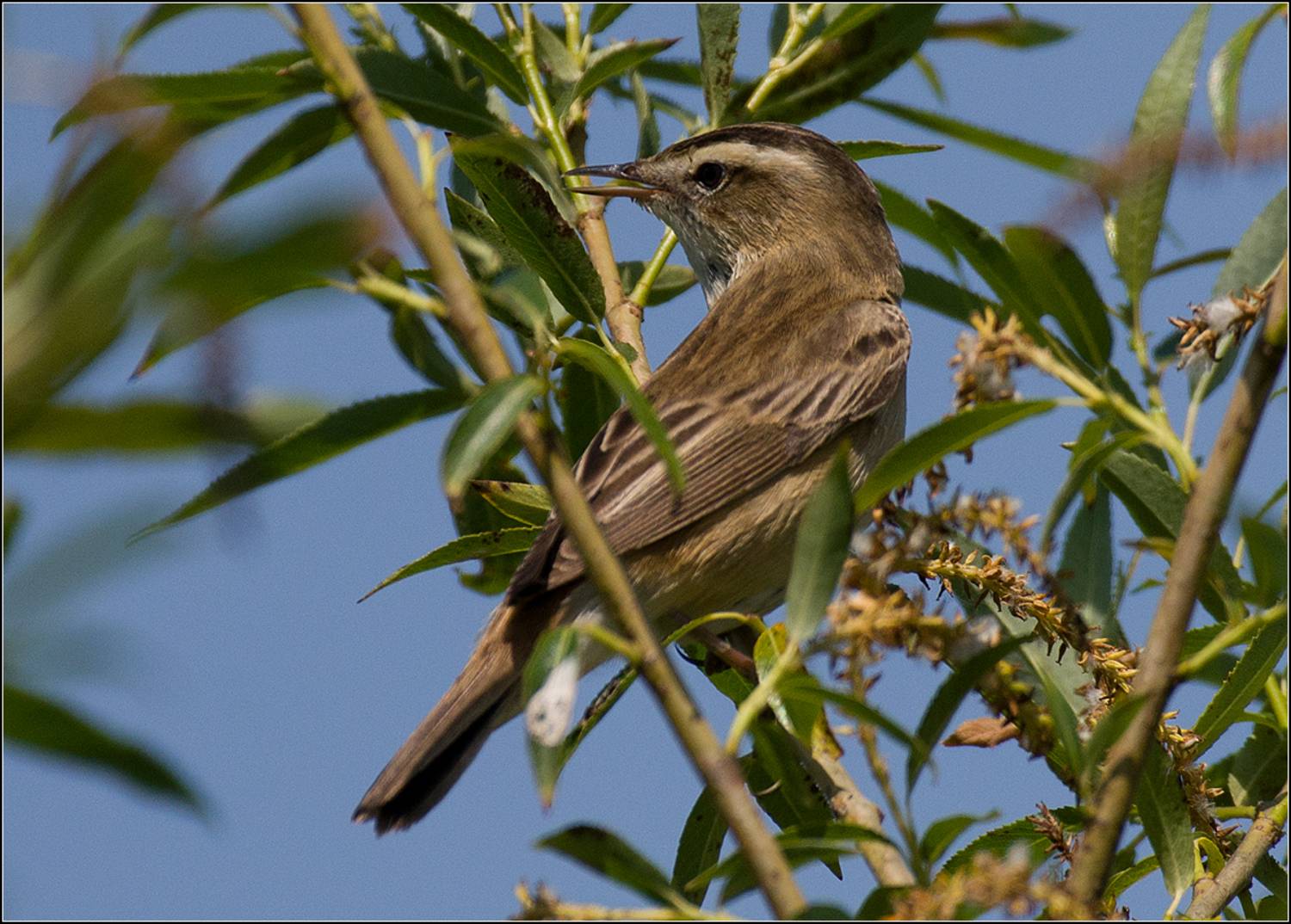 москва, май, парк, птица, АНАТОЛИЙ ДОВЫДЕНКО