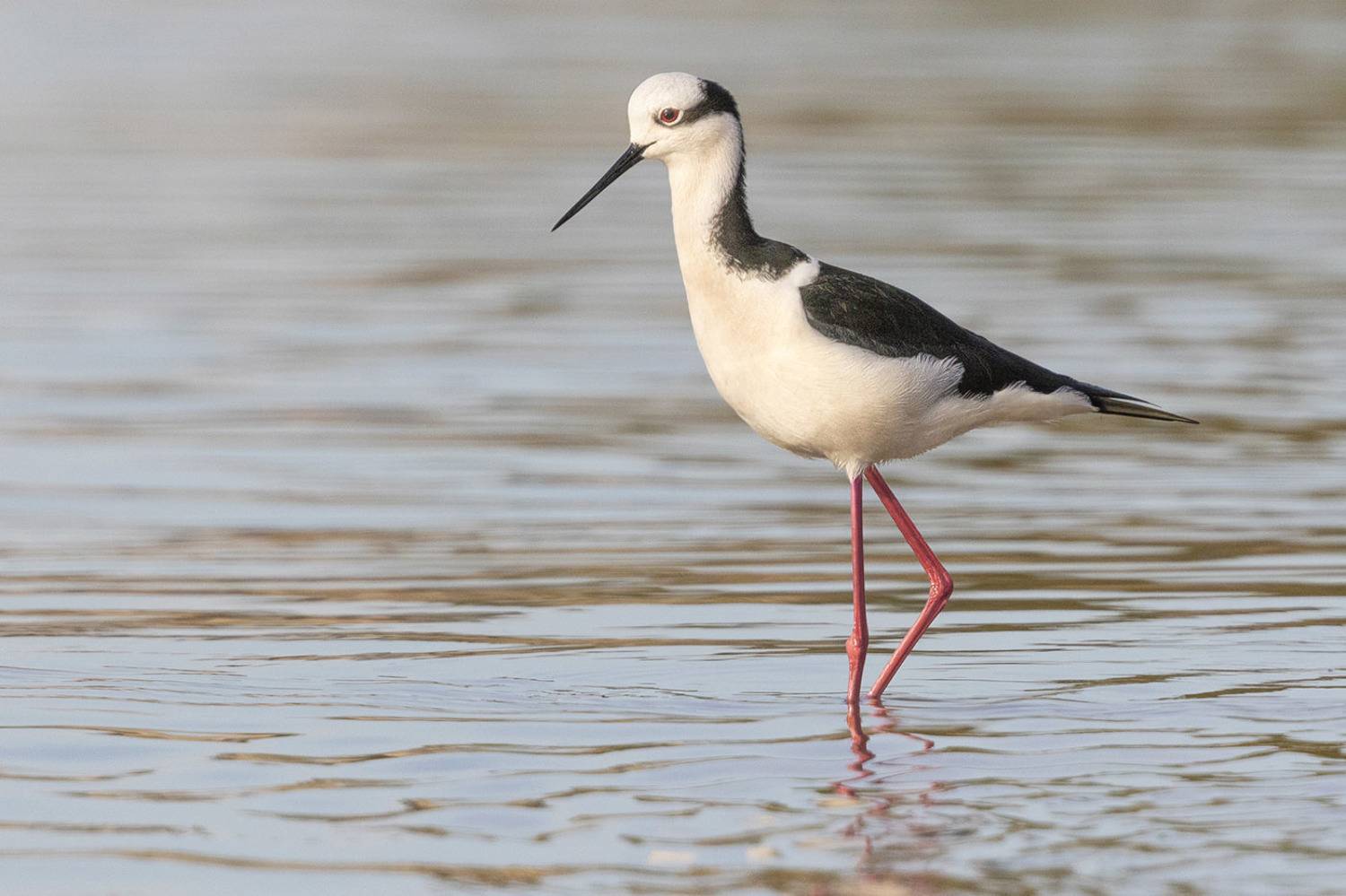 птицы, Уругвай, Елена Давыдова