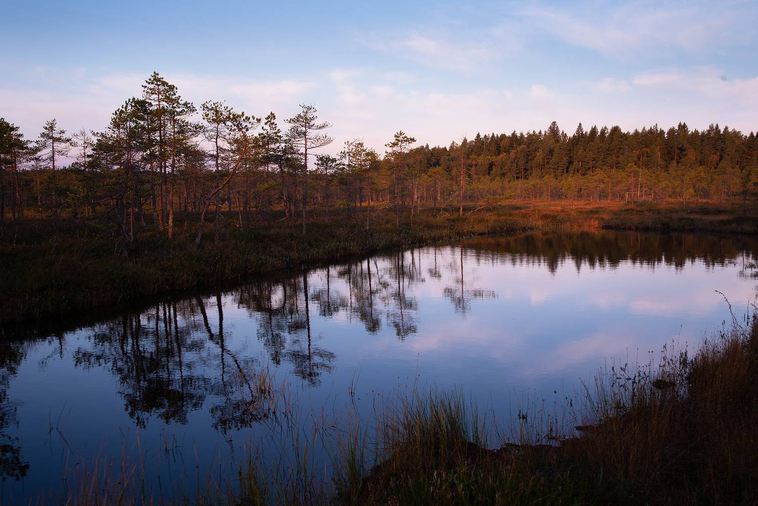 ленинградская область, болота, рыбачье озеро, карельский перешеек, Петрова Анастасия
