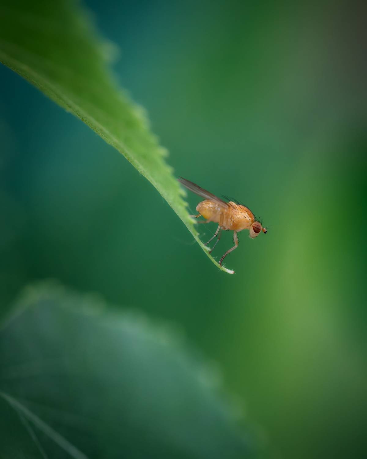 , Рагинская Ольга