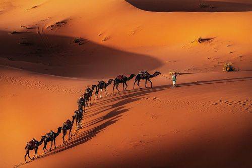 The Camel Train
