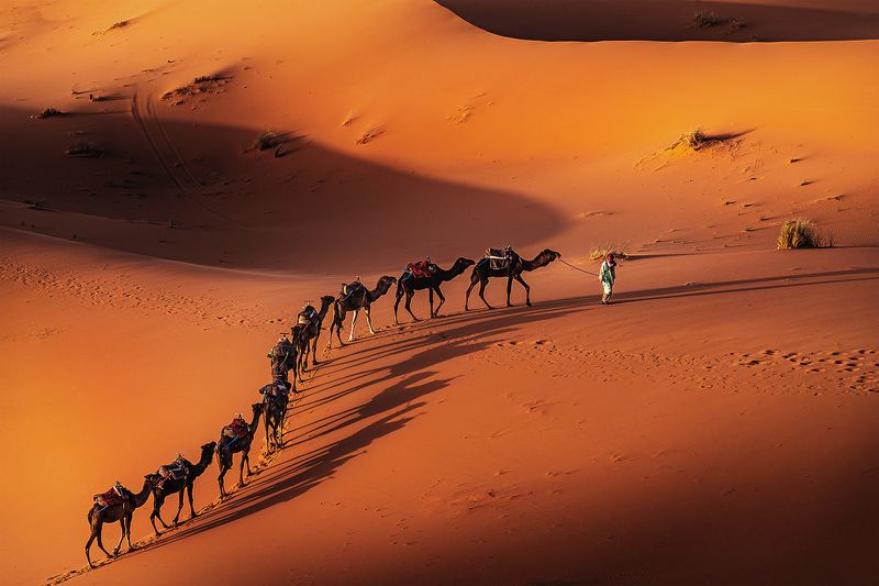 The Camel Train