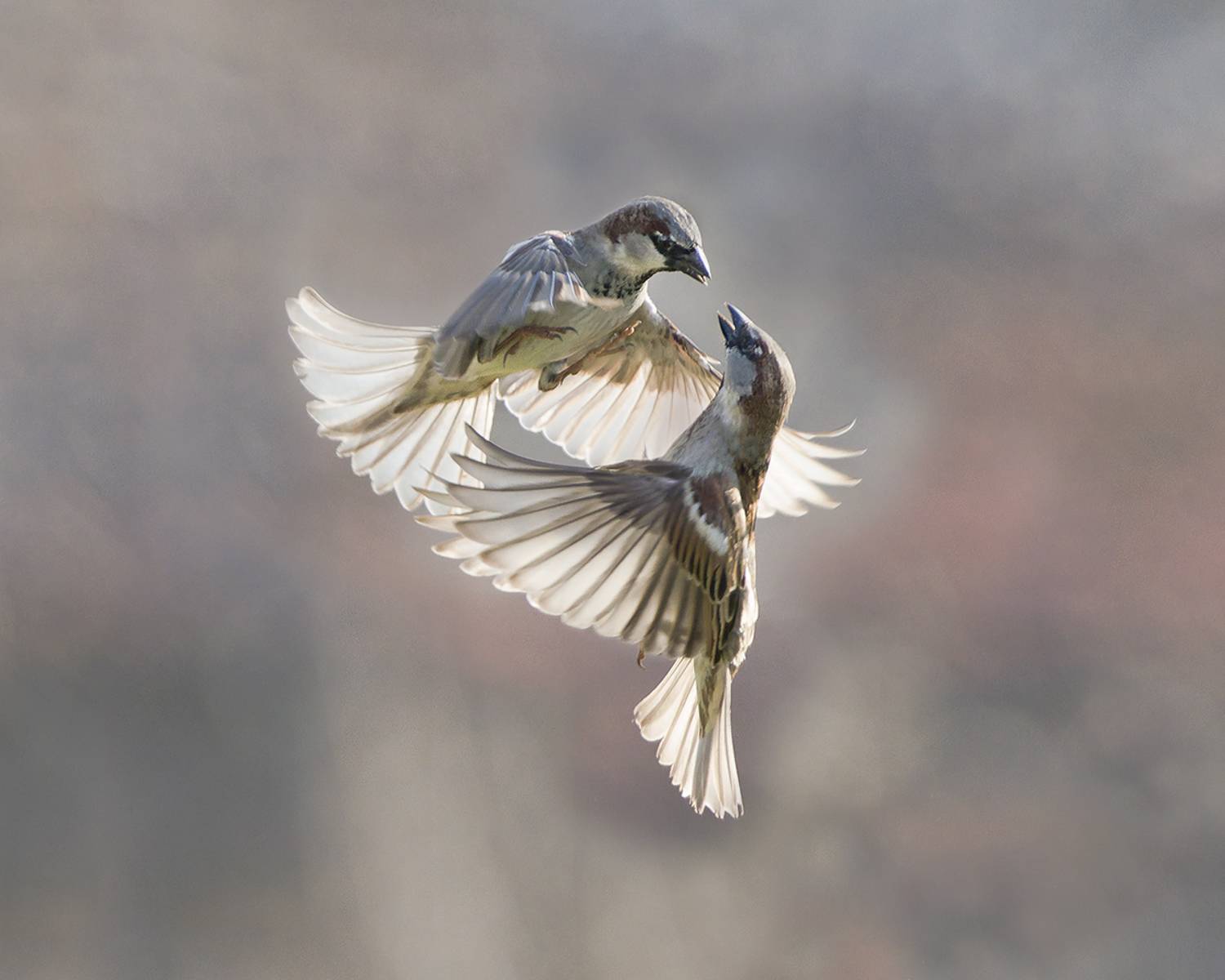 , Евгени Стефанов