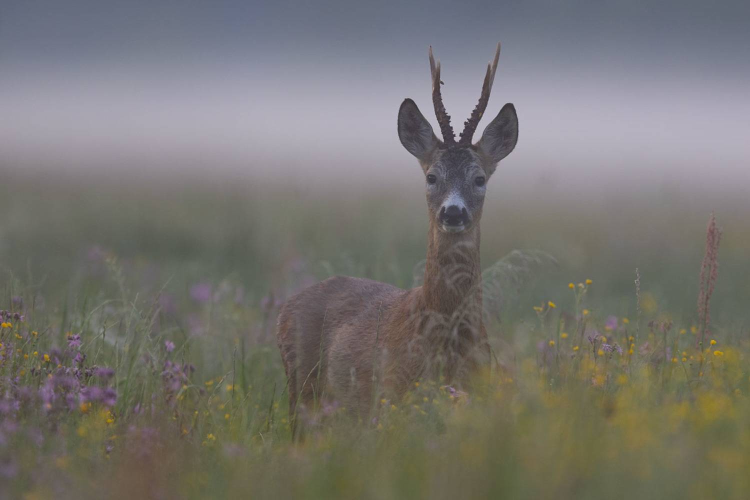 las,polana,ssaki,natura,dzika przyroda,puszcza białowieska,podlasie,polska,fotografia dzikiej przyrody, Zakrzewski Marcin