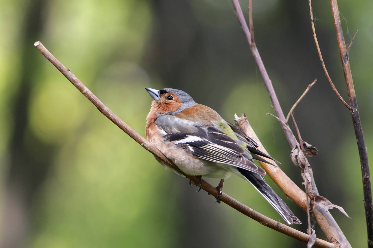 зяблик, fringilla coelebs, КарОл