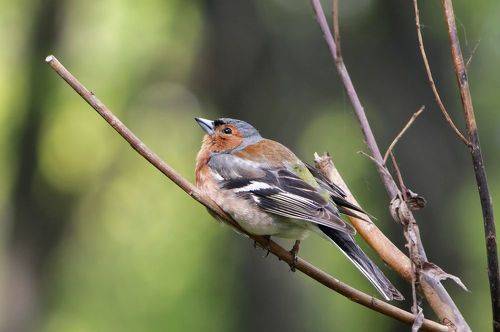 Отдыхающий зяблик