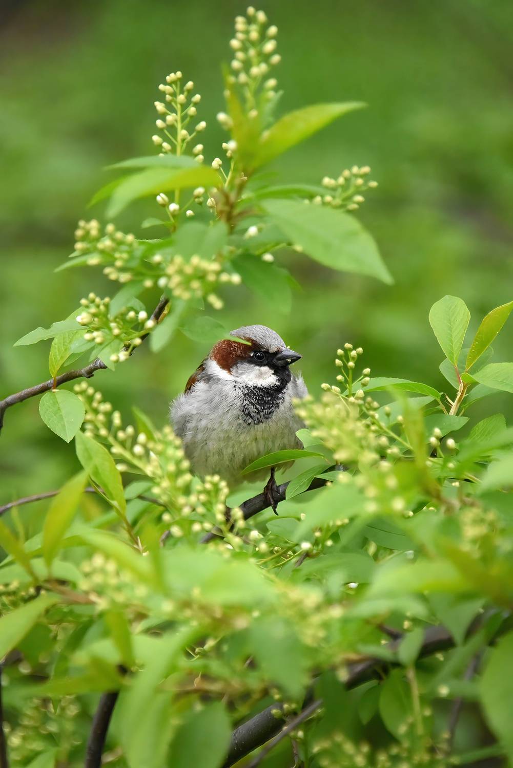 , Бухвалова Анастасия