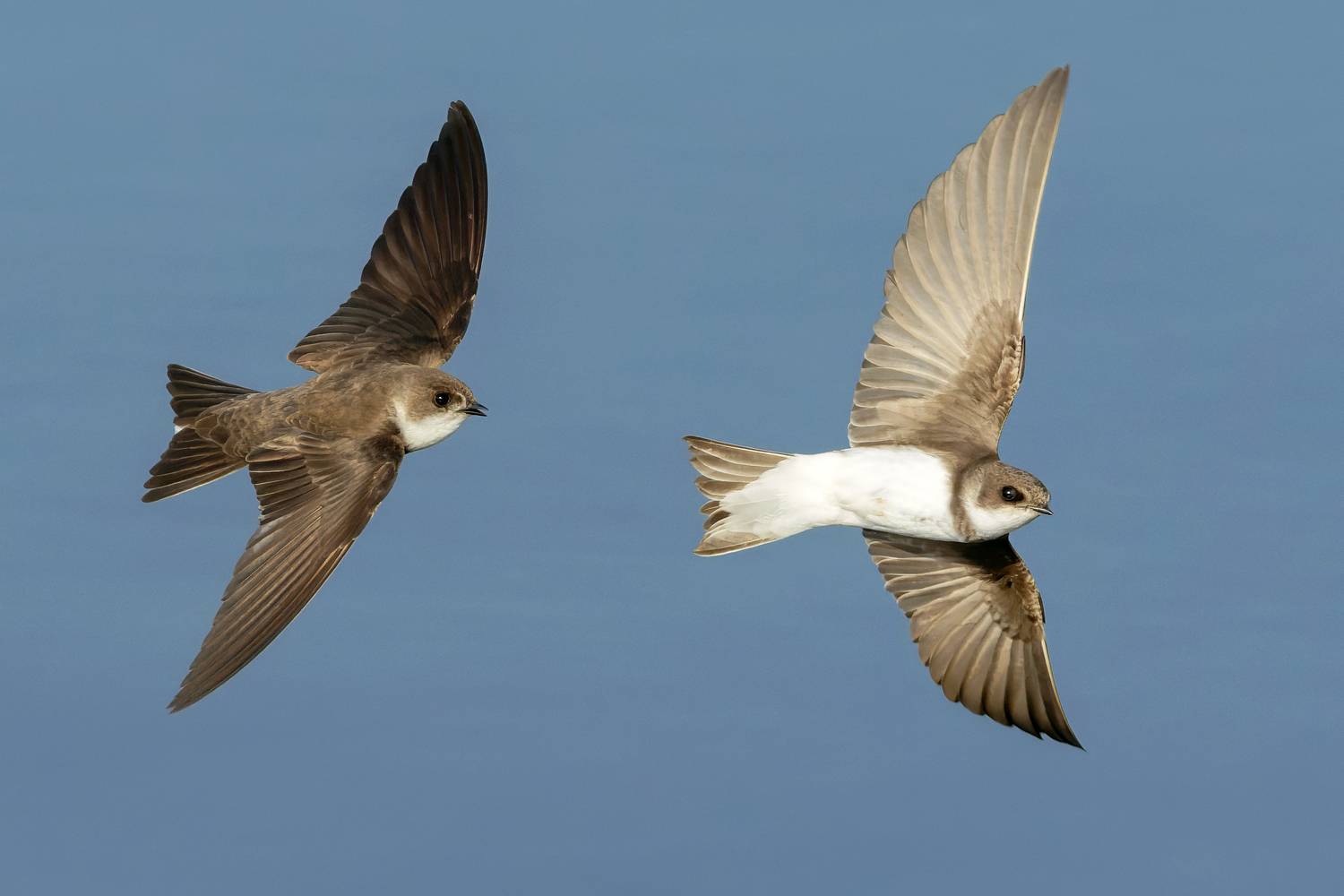 береговая ласточка, riparia riparia, птицы, фото птиц, Александр Шипиленко