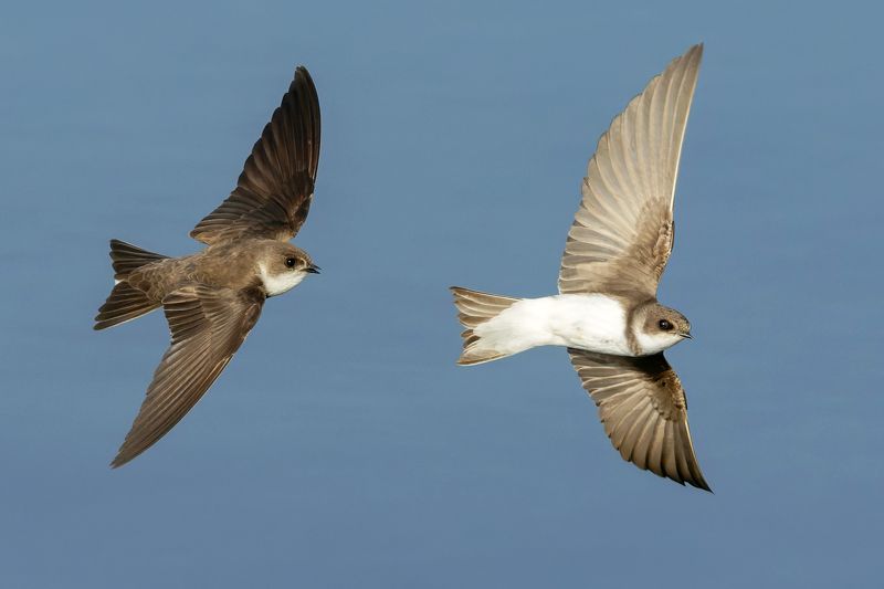 береговая ласточка, riparia riparia, птицы, фото птиц Береговая ласточка. (Riparia riparia) фото превью