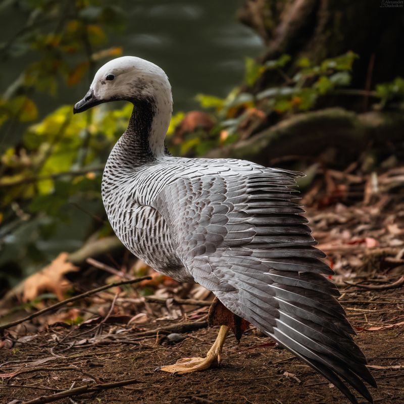 животные, птицы, портрет животного, водоплавающие, animals, birds, animal portrait, aves  фото превью