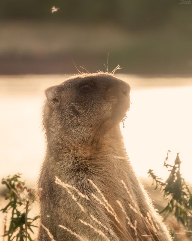 животные, природа, сурок, байбак, грызуны, портрет животного, млекопитающие, дикая природа, marmota, groundhog, marmot, animals, animal portrait, mammals, wildlife *** фото превью