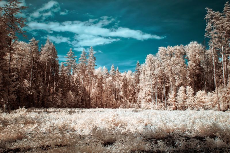 лес Лес в инфракрасном спектре фото превью