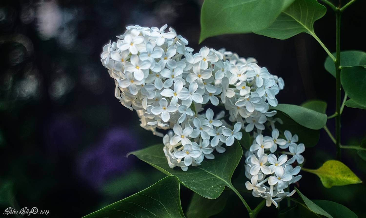 , Орлов Олег