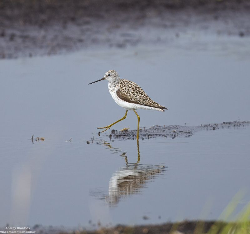 солнце, россия, рассвет, природа, подмосковье, погода, пейзажи, пейзаж, отражение, наукоград, красота, дубна, вода, весна, weather, water, spring, russia, reflection, naukograd, nature, moscow, landscape, dawn, canon, dubna, beauty Большой улит. фото превью
