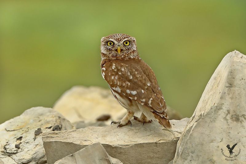 Домовой . фото превью