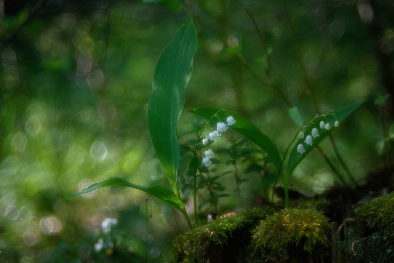 лес,весна,природа,ландыши, Наталия К