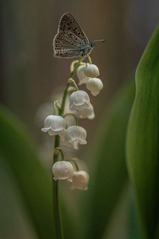 Бабочка на ландыше фото превью